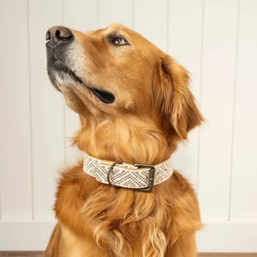 Collier pour chien brodé Tucker